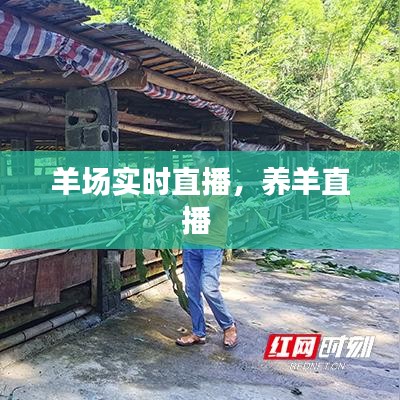 羊场实时直播，养羊直播 