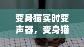 变身猫实时变声器，变身猫的图片 