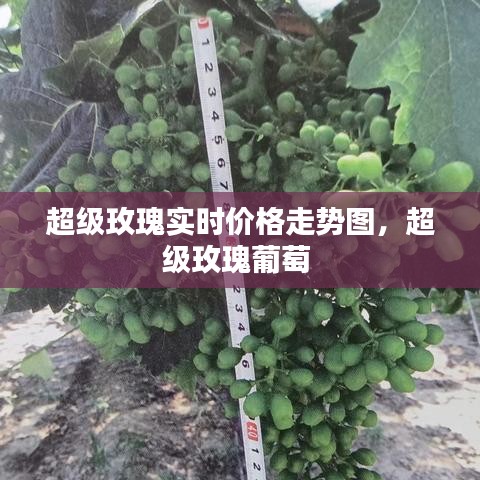 超级玫瑰实时价格走势图，超级玫瑰葡萄 