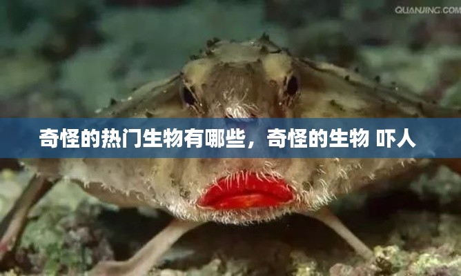 奇怪的热门生物有哪些，奇怪的生物 吓人 
