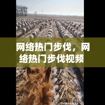 网络热门步伐，网络热门步伐视频 