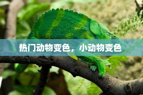 热门动物变色，小动物变色 
