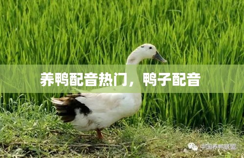 养鸭配音热门，鸭子配音 