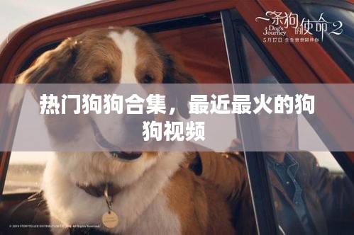 热门狗狗合集，最近最火的狗狗视频 