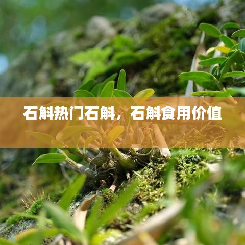石斛热门石斛，石斛食用价值 