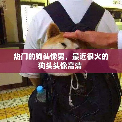 热门的狗头像男，最近很火的狗头头像高清 