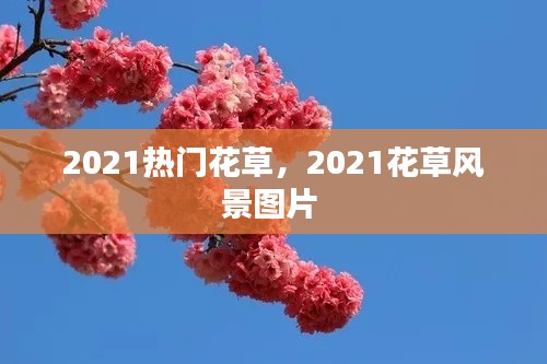 2021热门花草，2021花草风景图片 