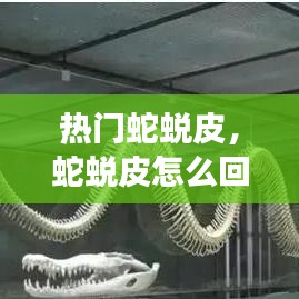 热门蛇蜕皮，蛇蜕皮怎么回事 