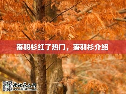 落羽杉红了热门，落羽杉介绍 