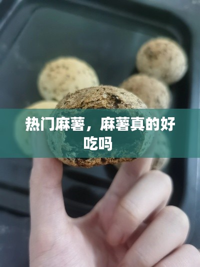 热门麻薯，麻薯真的好吃吗 