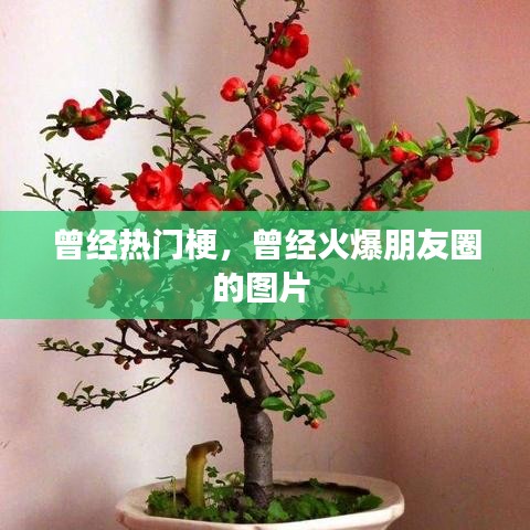 曾经热门梗，曾经火爆朋友圈的图片 