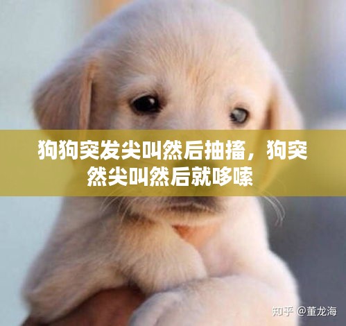 狗狗突发尖叫然后抽搐，狗突然尖叫然后就哆嗦 