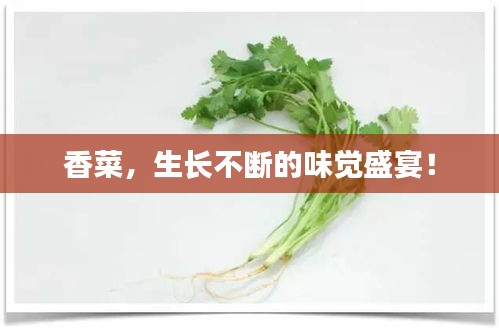 香菜，生长不断的味觉盛宴！