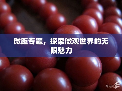 微距专题，探索微观世界的无限魅力