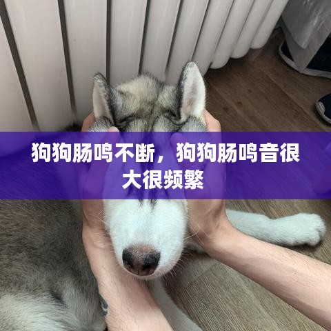 狗狗肠鸣不断，狗狗肠鸣音很大很频繁 