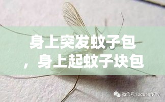 身上突发蚊子包，身上起蚊子块包过一阵消失 