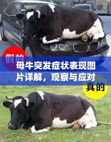 母牛突发症状表现图片详解，观察与应对指南
