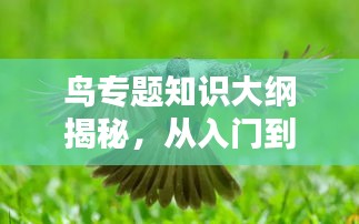 鸟专题知识大纲揭秘，从入门到精通的鸟类世界探索