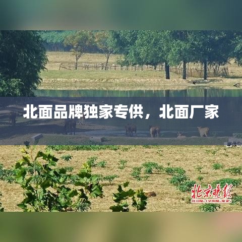 北面品牌独家专供，北面厂家 