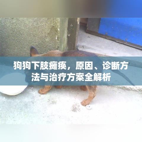 狗狗下肢瘫痪，原因、诊断方法与治疗方案全解析