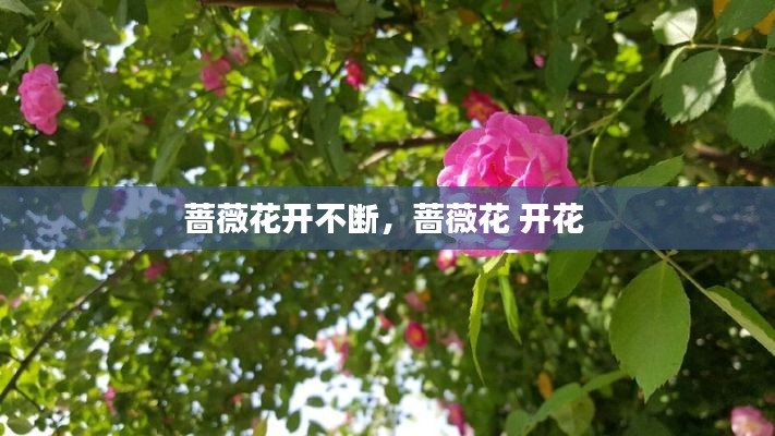 蔷薇花开不断，蔷薇花 开花 