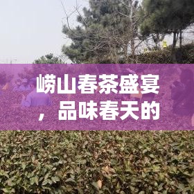 崂山春茶盛宴，品味春天的独特韵味专题