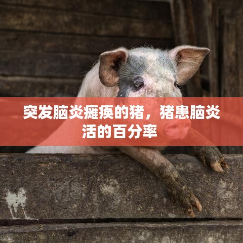 突发脑炎瘫痪的猪，猪患脑炎活的百分率 