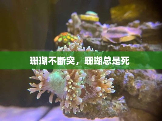 珊瑚不断突，珊瑚总是死 
