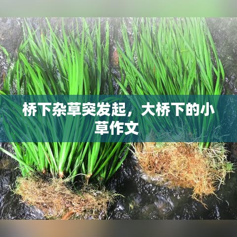 桥下杂草突发起，大桥下的小草作文 
