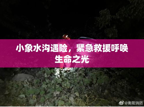 小象水沟遇险，紧急救援呼唤生命之光