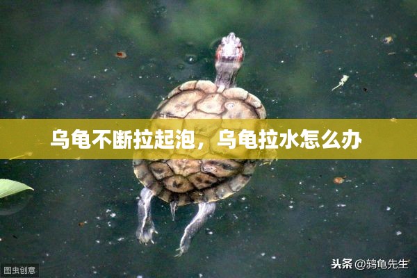 乌龟不断拉起泡，乌龟拉水怎么办 