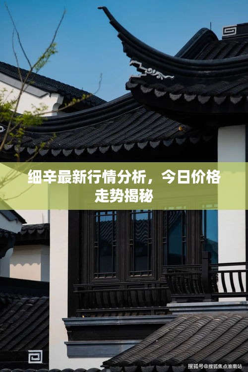 细辛最新行情分析，今日价格走势揭秘