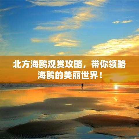 北方海鸥观赏攻略，带你领略海鸥的美丽世界！