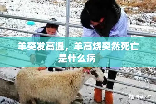 羊突发高温，羊高烧突然死亡是什么病 
