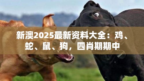新澳2025最新资料大全：鸡、蛇、鼠、狗，四肖期期中
