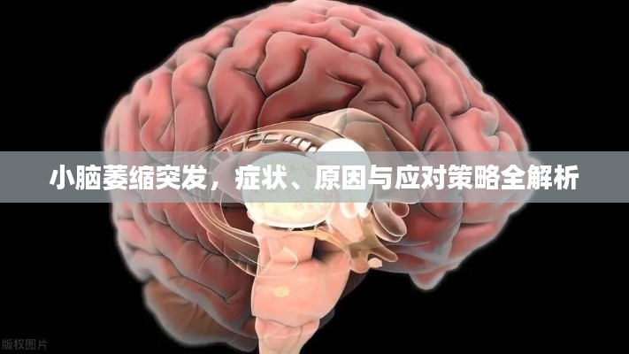 小脑萎缩突发，症状、原因与应对策略全解析