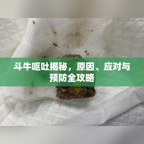 斗牛呕吐揭秘，原因、应对与预防全攻略