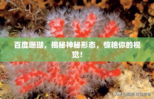 百度珊瑚，揭秘神秘形态，惊艳你的视觉！
