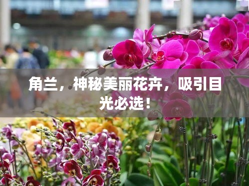 角兰，神秘美丽花卉，吸引目光必选！