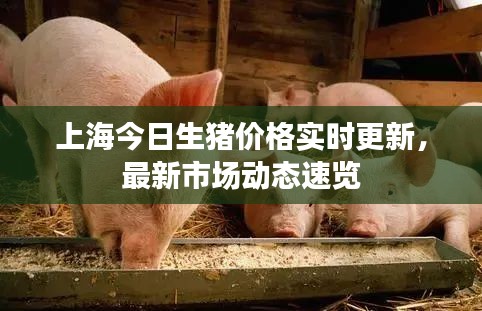 上海今日生猪价格实时更新，最新市场动态速览