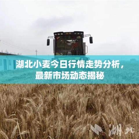 湖北小麦今日行情走势分析，最新市场动态揭秘