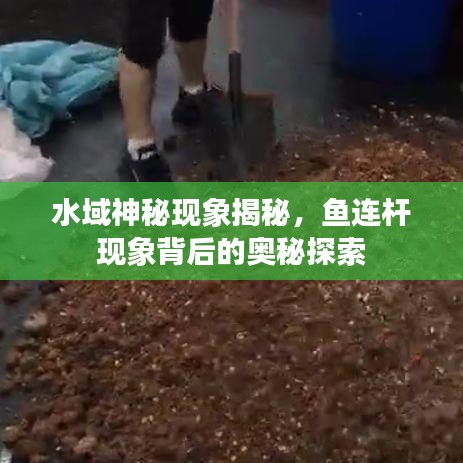 水域神秘现象揭秘，鱼连杆现象背后的奥秘探索