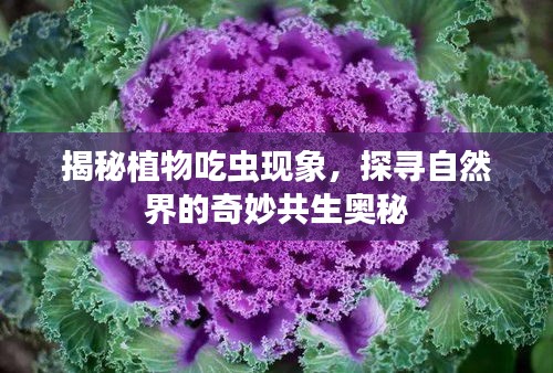 揭秘植物吃虫现象，探寻自然界的奇妙共生奥秘