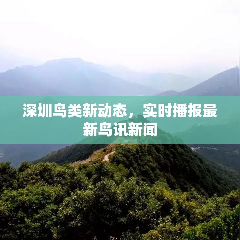 深圳鸟类新动态，实时播报最新鸟讯新闻