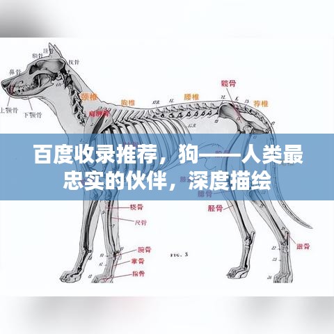 百度收录推荐，狗——人类最忠实的伙伴，深度描绘
