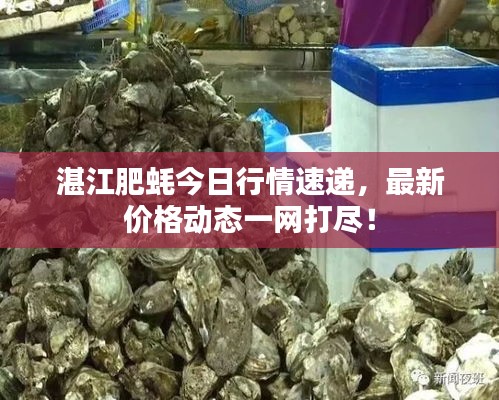 湛江肥蚝今日行情速递，最新价格动态一网打尽！