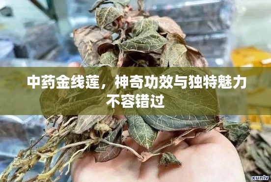 中药金线莲，神奇功效与独特魅力不容错过