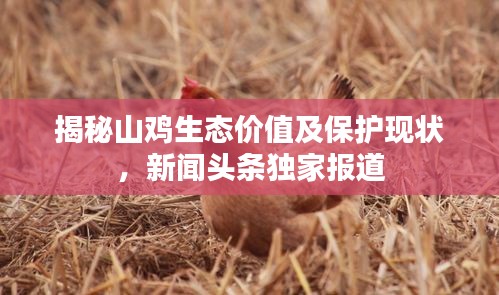 揭秘山鸡生态价值及保护现状，新闻头条独家报道