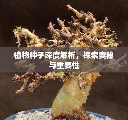 植物种子深度解析，探索奥秘与重要性