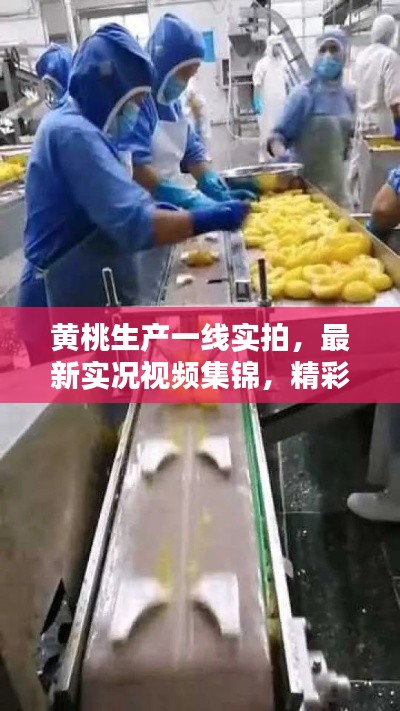 黄桃生产一线实拍，最新实况视频集锦，精彩不容错过！